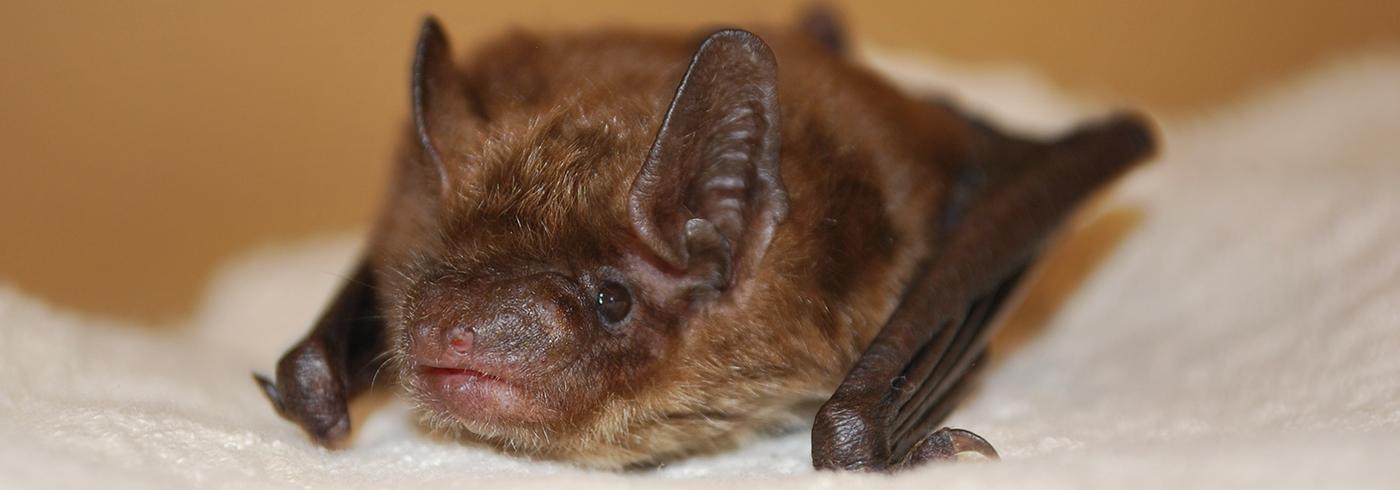 photo of a bat in a science learning lab